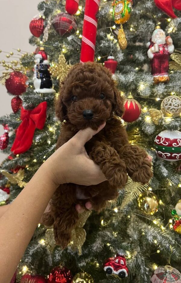 Sparky Toy Poodle Sparky Toy Poodle