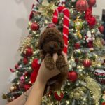 Sparky-male-Poodle-puppy-for-sale-2