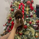 Sparky-male-Poodle-puppy-for-sale-3