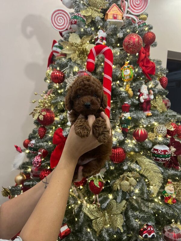 Sparky Toy Poodle Sparky Toy Poodle