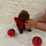 Sparky-male-Poodle-puppy-for-sale-4