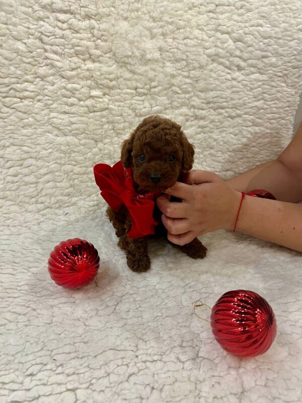 Sparky Toy Poodle Sparky Toy Poodle