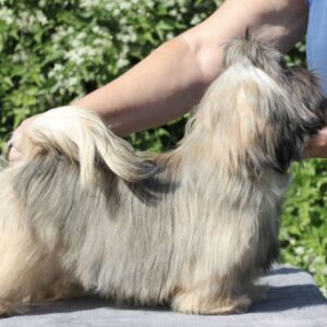 Stacey Shih Tzu Stacey Shih Tzu