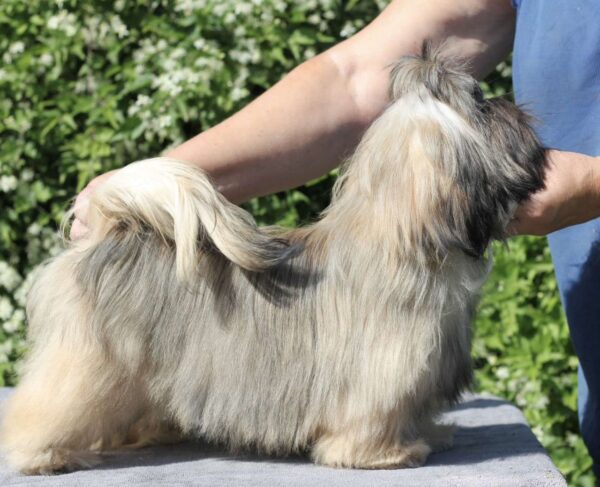 Stacey Shih Tzu Stacey Shih Tzu