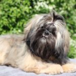 Stacey-female-Shih-Tzu-puppy-for-sale-2