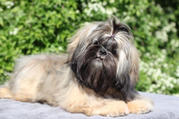 Stacey Shih Tzu Stacey Shih Tzu