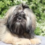 Stacey-female-Shih-Tzu-puppy-for-sale-3