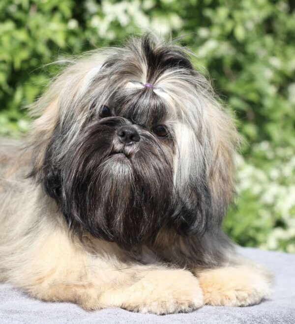 Stacey Shih Tzu Stacey Shih Tzu