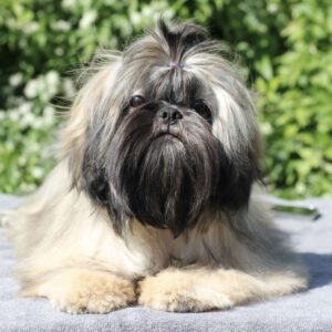 Stacey Shih Tzu Stacey Shih Tzu