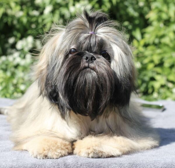 Stacey Shih Tzu Stacey Shih Tzu