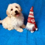 Suzy-female-maltipoo-puppy-for-sale- (1)