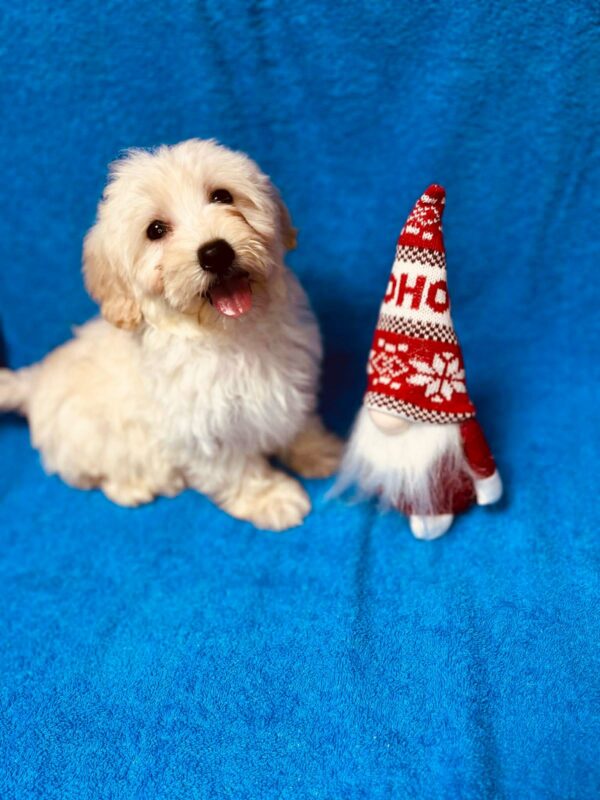 Suzy Maltipoo Suzy Maltipoo