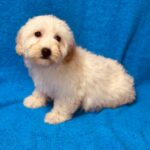 Suzy-female-maltipoo-puppy-for-sale- (2)