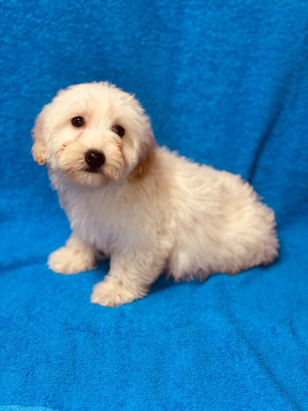 Suzy Maltipoo Suzy Maltipoo