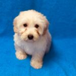 Suzy-female-maltipoo-puppy-for-sale- (3)