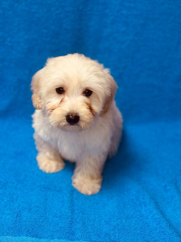 Suzy Maltipoo Suzy Maltipoo