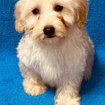Suzy-female-maltipoo-puppy-for-sale- (4)