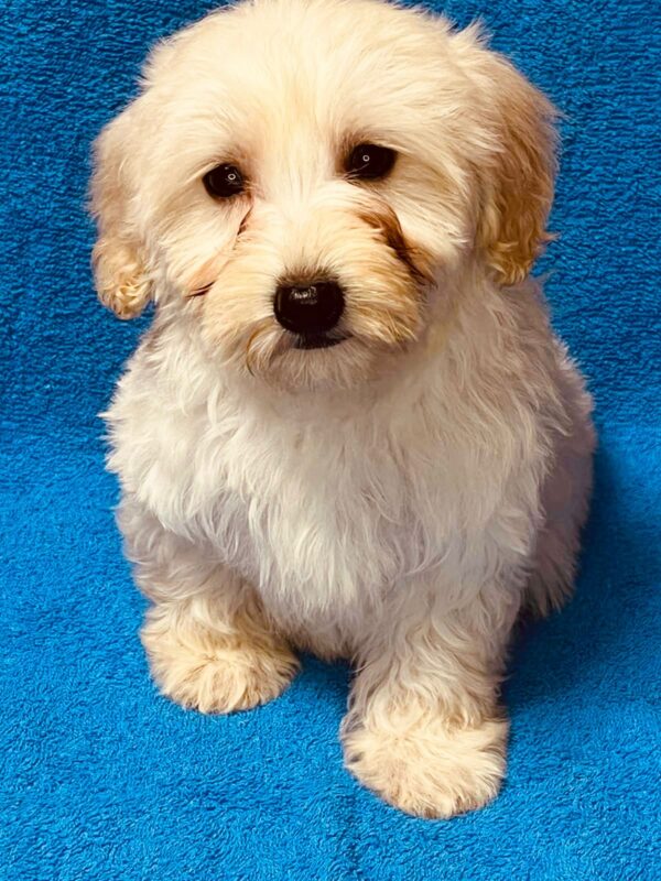 Suzy Maltipoo Suzy Maltipoo