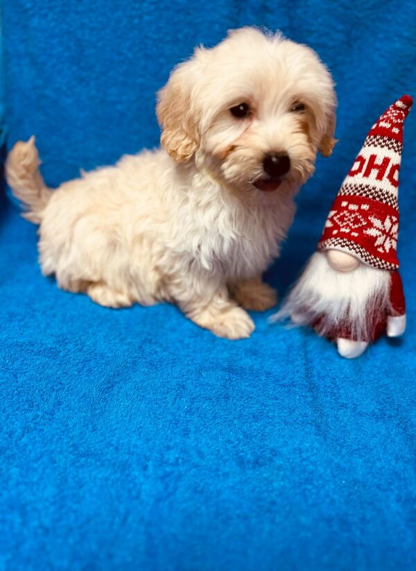 Suzy Maltipoo Suzy Maltipoo