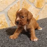 Teddy male Cavapoo for sale