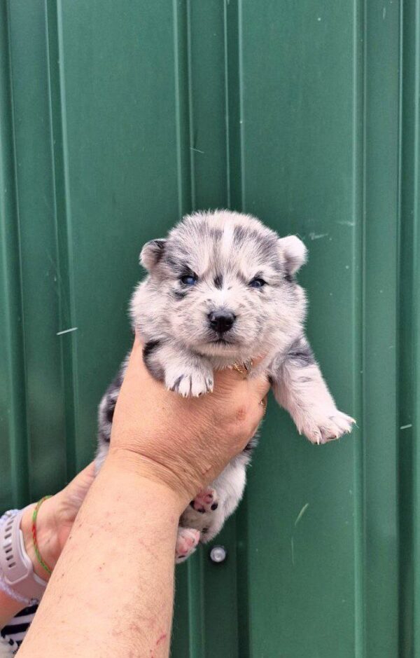 Teya Pomsky Teya Pomsky