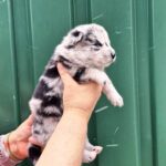 Teya-female-Pomsky-puppy-for-sale-2