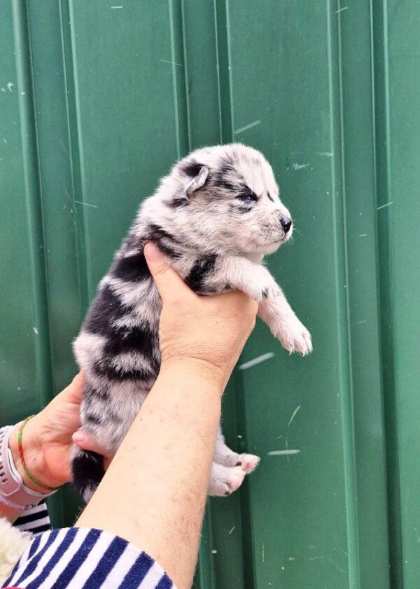 Teya Pomsky Teya Pomsky