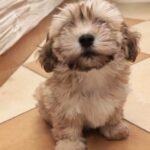 Theo-male-havanese-puppy-for-sale- (1)