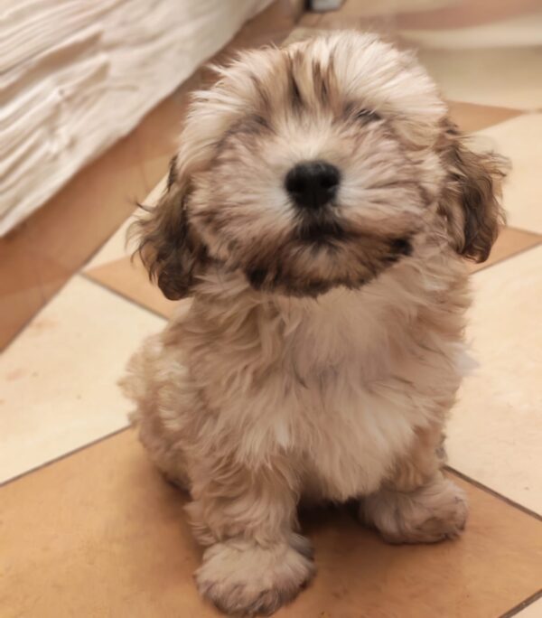 Theo Havanese Theo Havanese