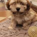 Theo-male-havanese-puppy-for-sale- (2)