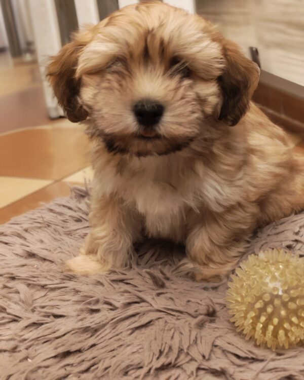 Theo Havanese Theo Havanese