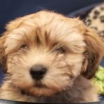 Theo-male-havanese-puppy-for-sale- (3)