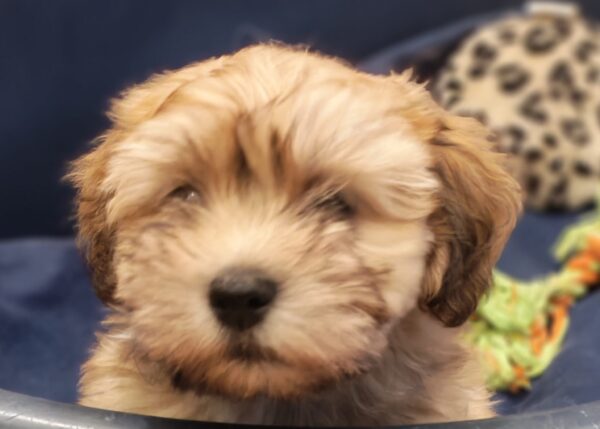 Theo Havanese Theo Havanese