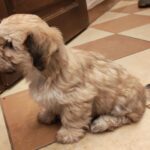 Theo-male-havanese-puppy-for-sale- (4)
