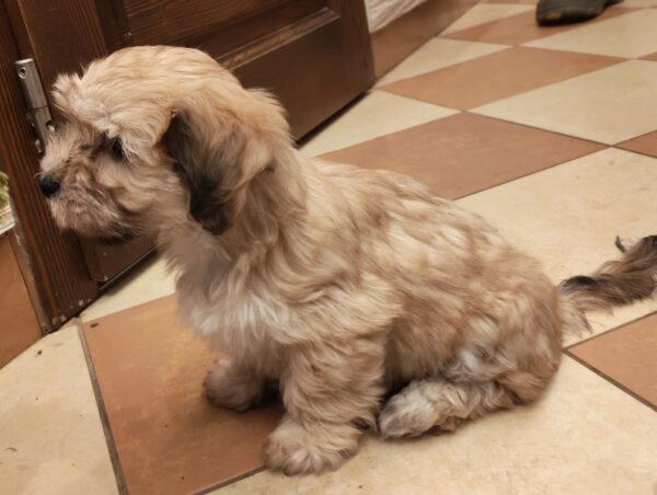 Theo Havanese Theo Havanese