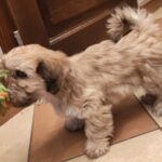 Theo-male-havanese-puppy-for-sale- (5)
