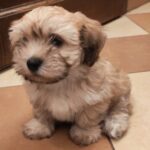 Theo-male-havanese-puppy-for-sale- (6)