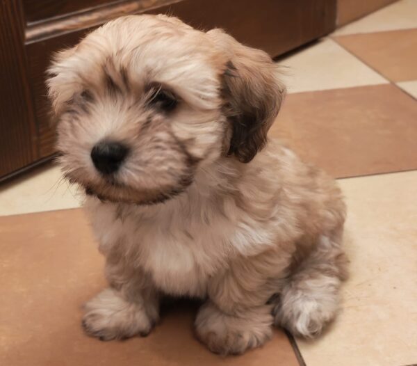 Theo Havanese Theo Havanese