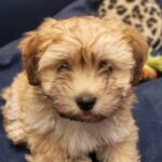 Theo-male-havanese-puppy-for-sale- (7)