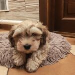Thomas-male-havanese-puppy-for-sale- (1)
