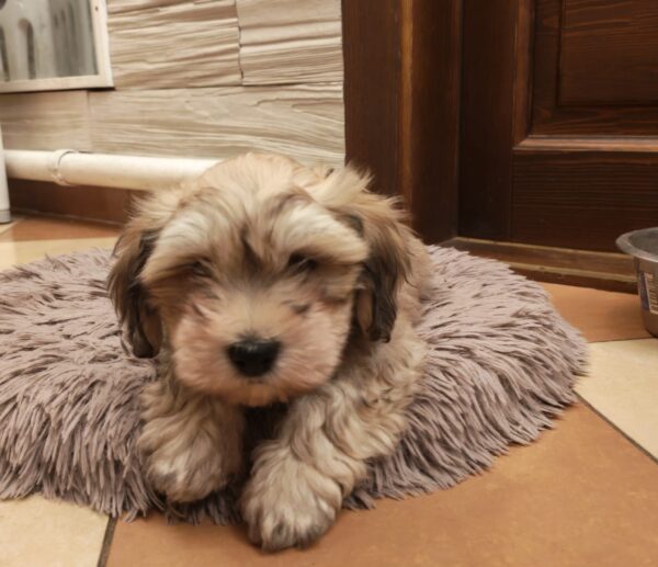 Thomas Havanese Thomas Havanese