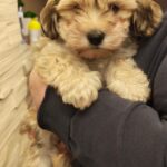Thomas-male-havanese-puppy-for-sale- (2)