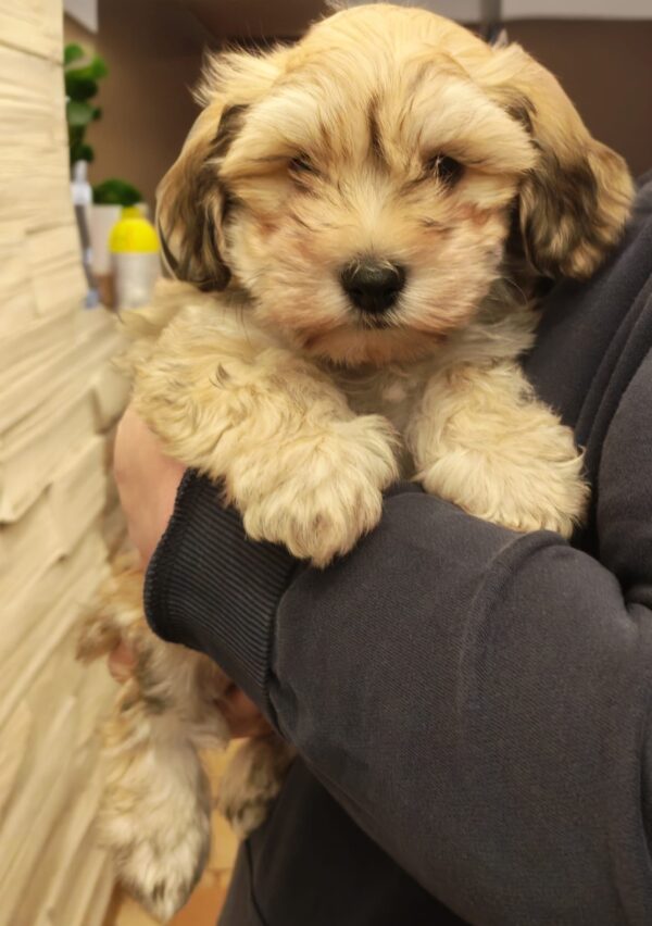 Thomas Havanese Thomas Havanese