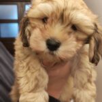 Thomas-male-havanese-puppy-for-sale- (3)