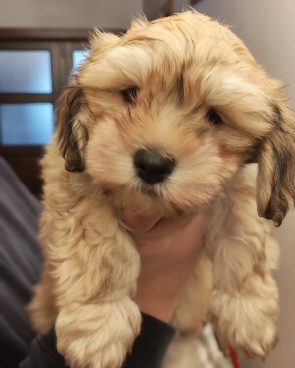 Thomas Havanese Thomas Havanese