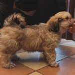 Thomas-male-havanese-puppy-for-sale- (4)