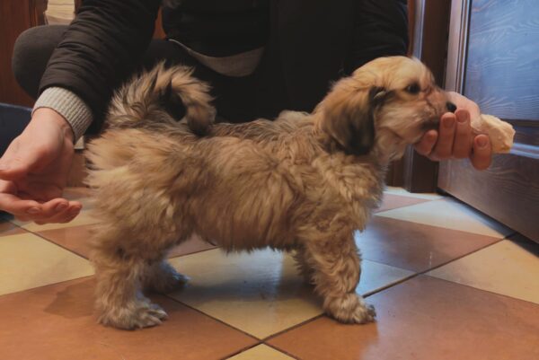 Thomas Havanese Thomas Havanese