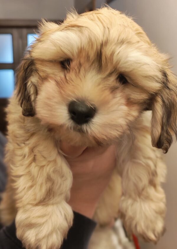 Thomas Havanese Thomas Havanese