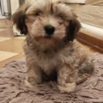 Thomas-male-havanese-puppy-for-sale- (6)