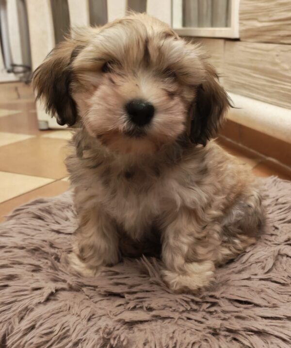 Thomas Havanese Thomas Havanese